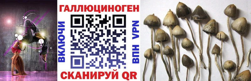 Псилоцибиновые грибы Magic Shrooms  хочу   Железногорск 